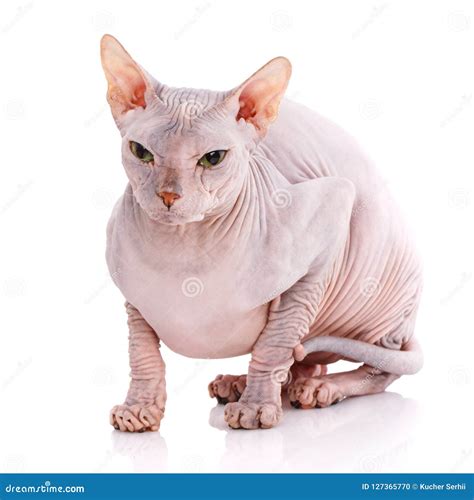 cat nude|15,547 Naked Cat Images, Stock Photos, and Vectors